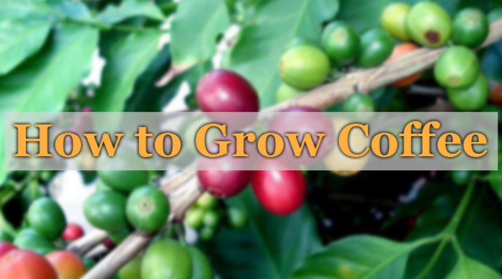 How to Grow Coffee Coffee Lounge